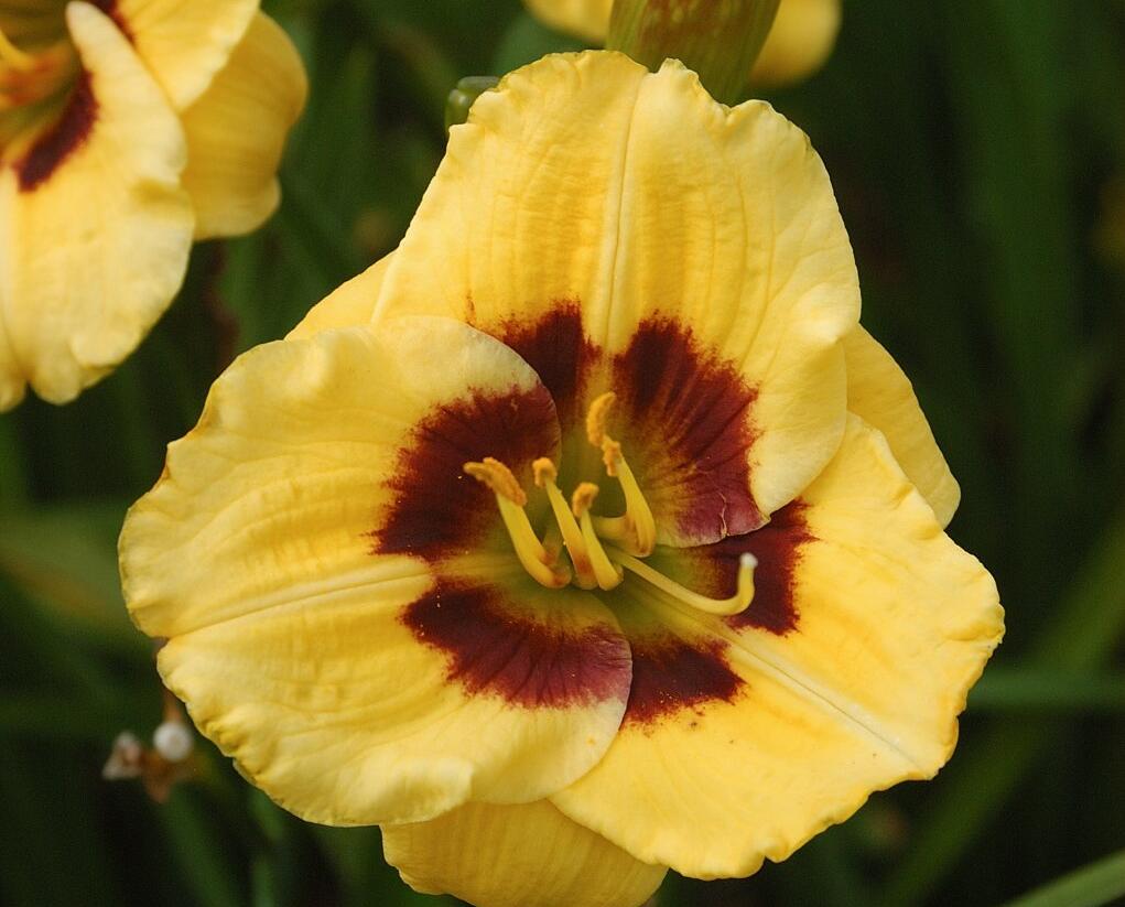 Denivka 'Jason Salter' - Hemerocallis 'Jason Salter'