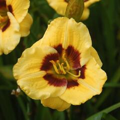 Denivka 'Jason Salter' - Hemerocallis 'Jason Salter'