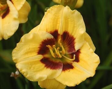 Denivka 'Jason Salter'