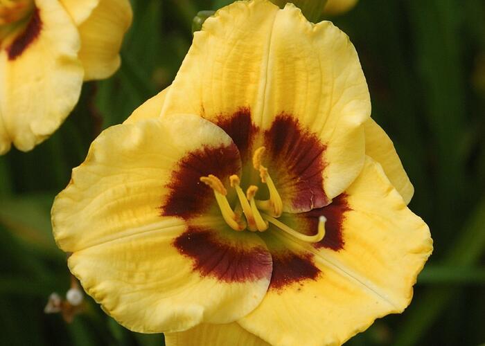 Denivka 'Jason Salter' - Hemerocallis 'Jason Salter'