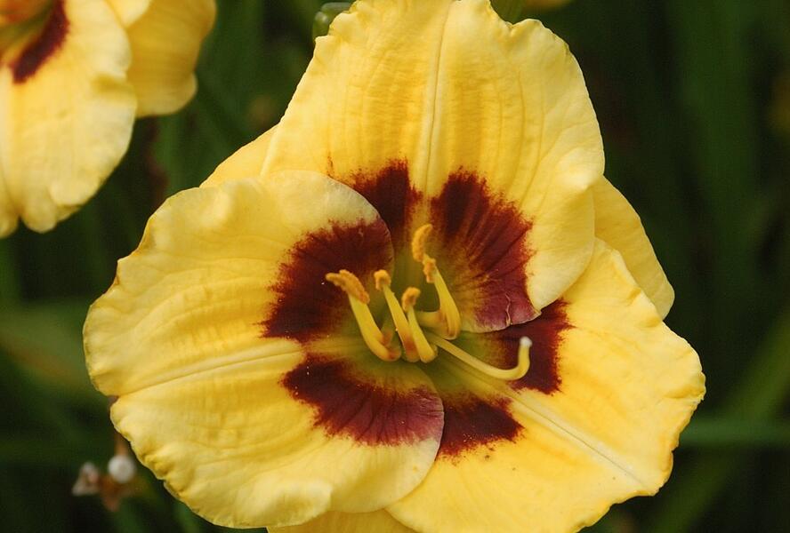 Denivka 'Jason Salter' - Hemerocallis 'Jason Salter'