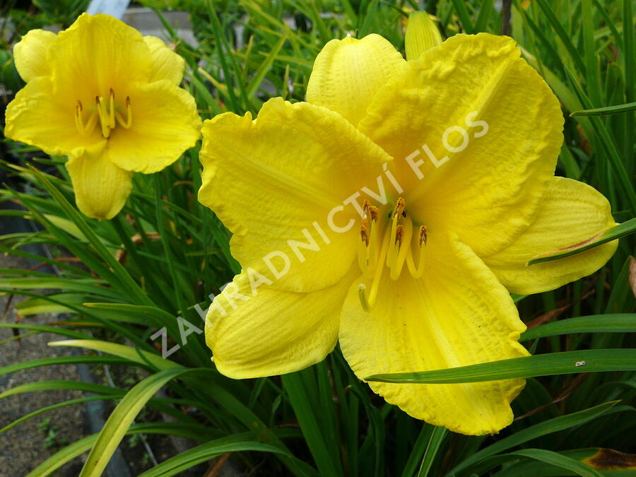 Denivka 'Happy Returns' - Hemerocallis 'Happy Returns'