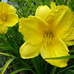 Denivka 'Happy Returns' - Hemerocallis 'Happy Returns'