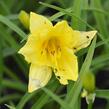 Denivka 'Happy Returns' - Hemerocallis 'Happy Returns'