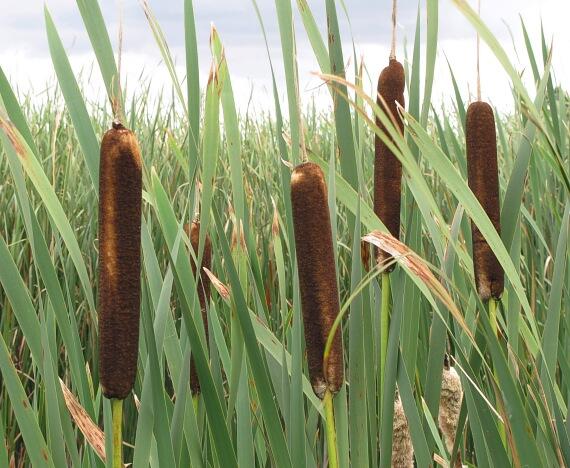 Orobinec širokolistý - Typha latifolia