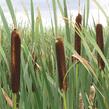 Orobinec širokolistý - Typha latifolia