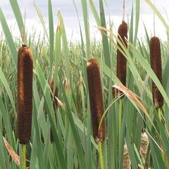 Orobinec širokolistý - Typha latifolia