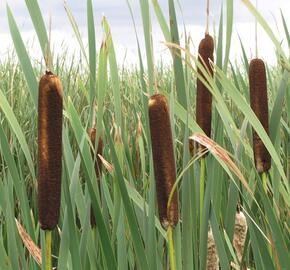 Orobinec širokolistý - Typha latifolia