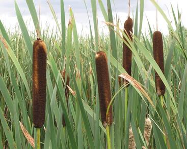 Orobinec širokolistý