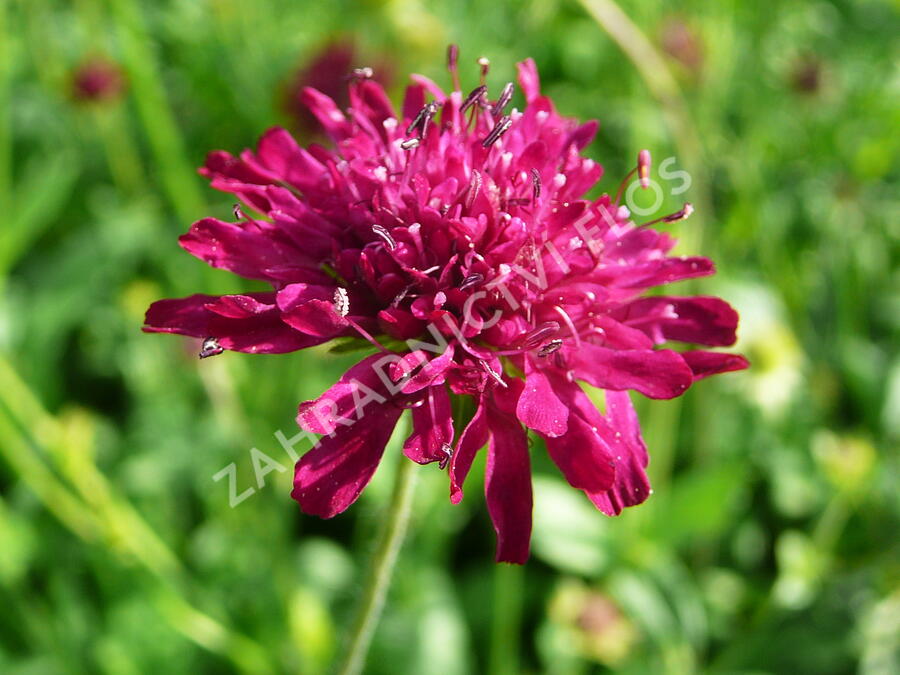 Chrastavec - Knautia macedonica