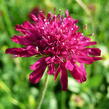 Chrastavec - Knautia macedonica