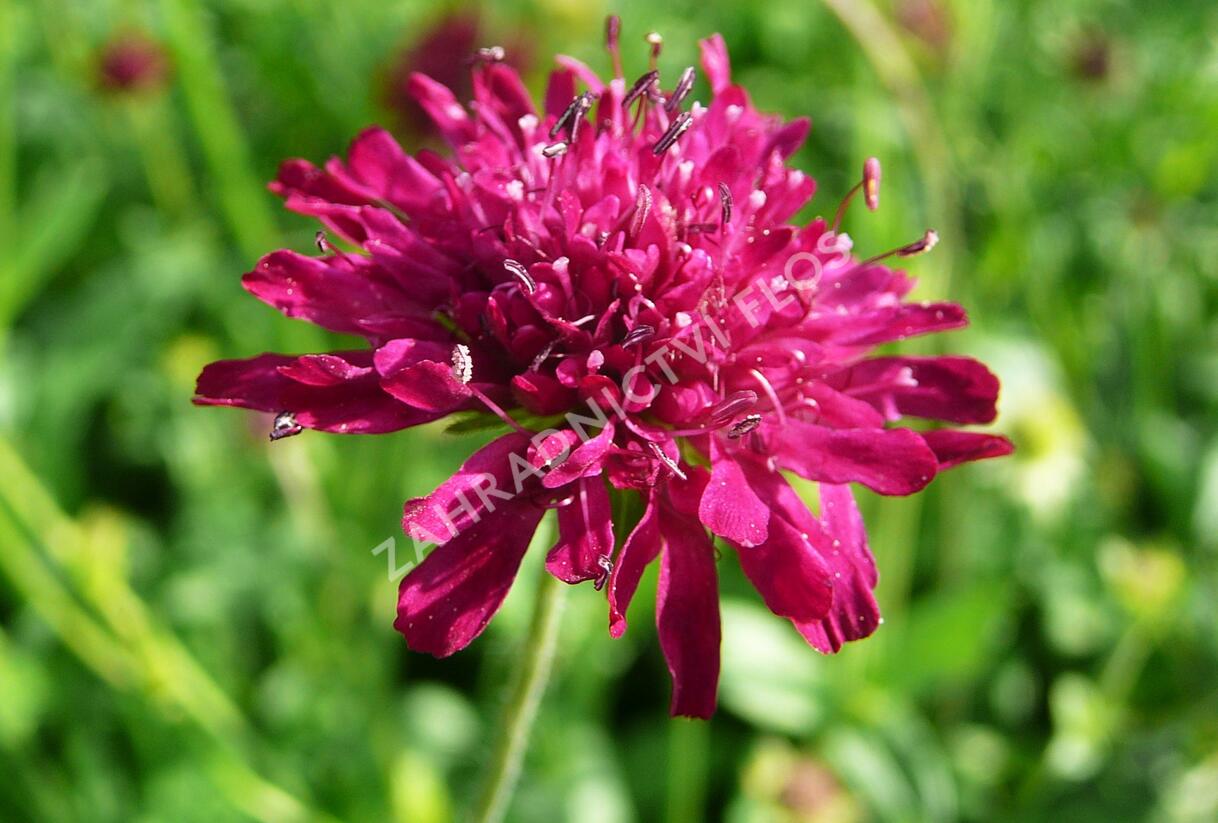 Chrastavec - Knautia macedonica