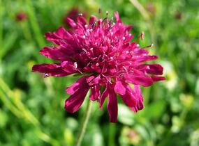 Chrastavec - Knautia macedonica