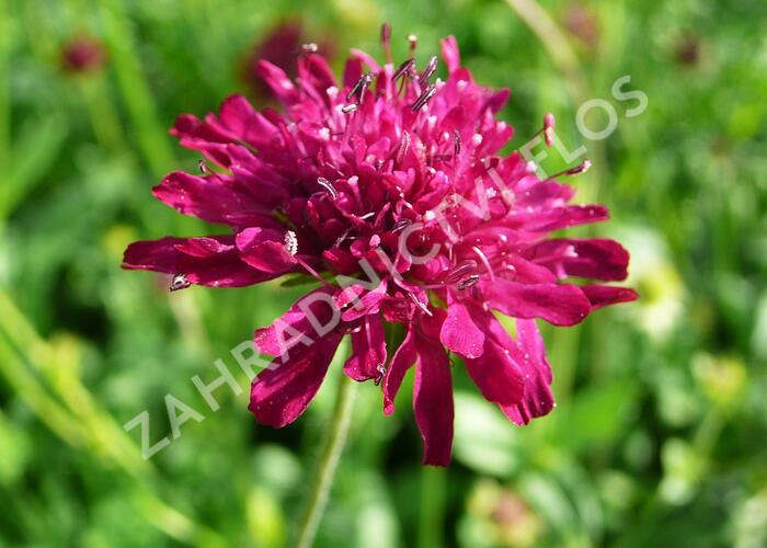 Chrastavec - Knautia macedonica