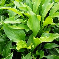 Bohyška - Hosta ventricosa