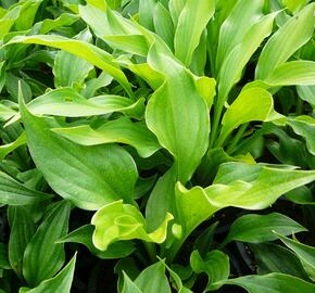 Bohyška - Hosta ventricosa