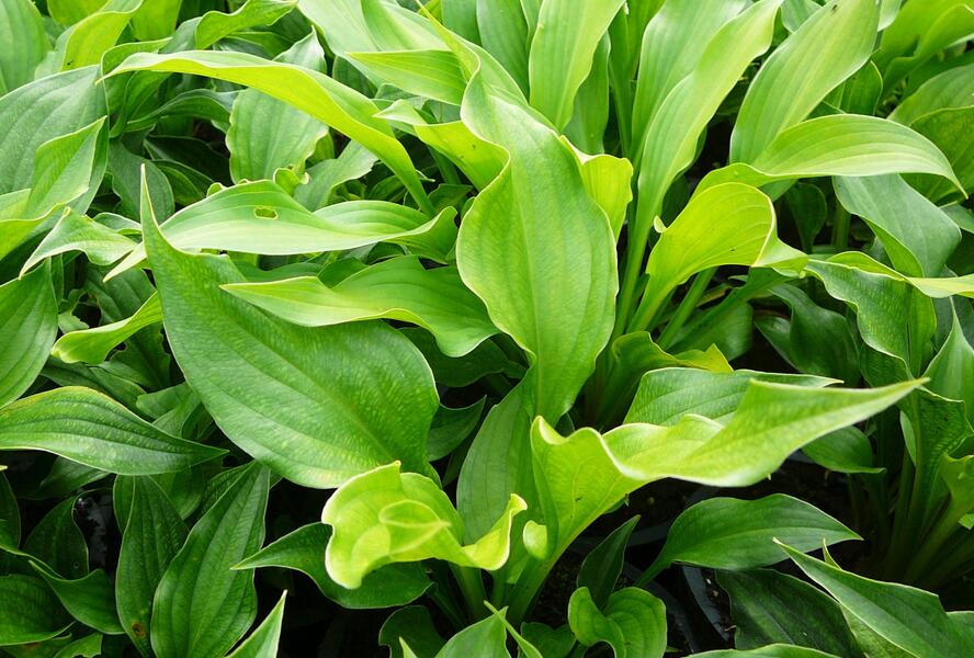 Bohyška - Hosta ventricosa