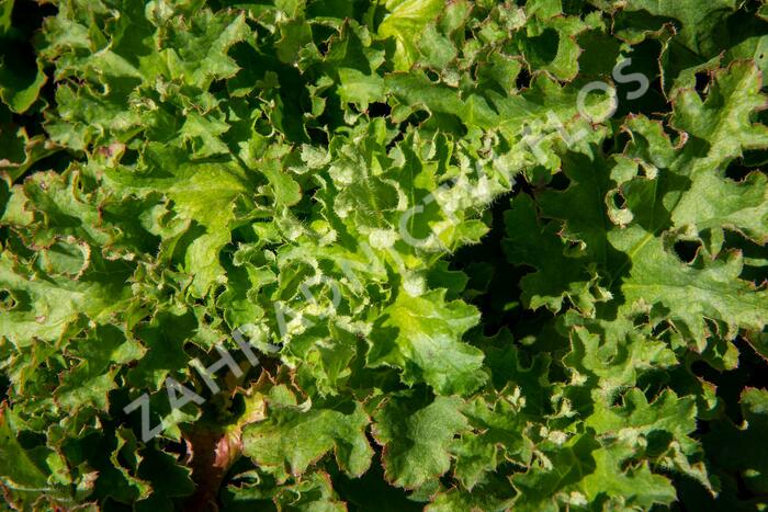 Dlužicha - Heuchera micrantha