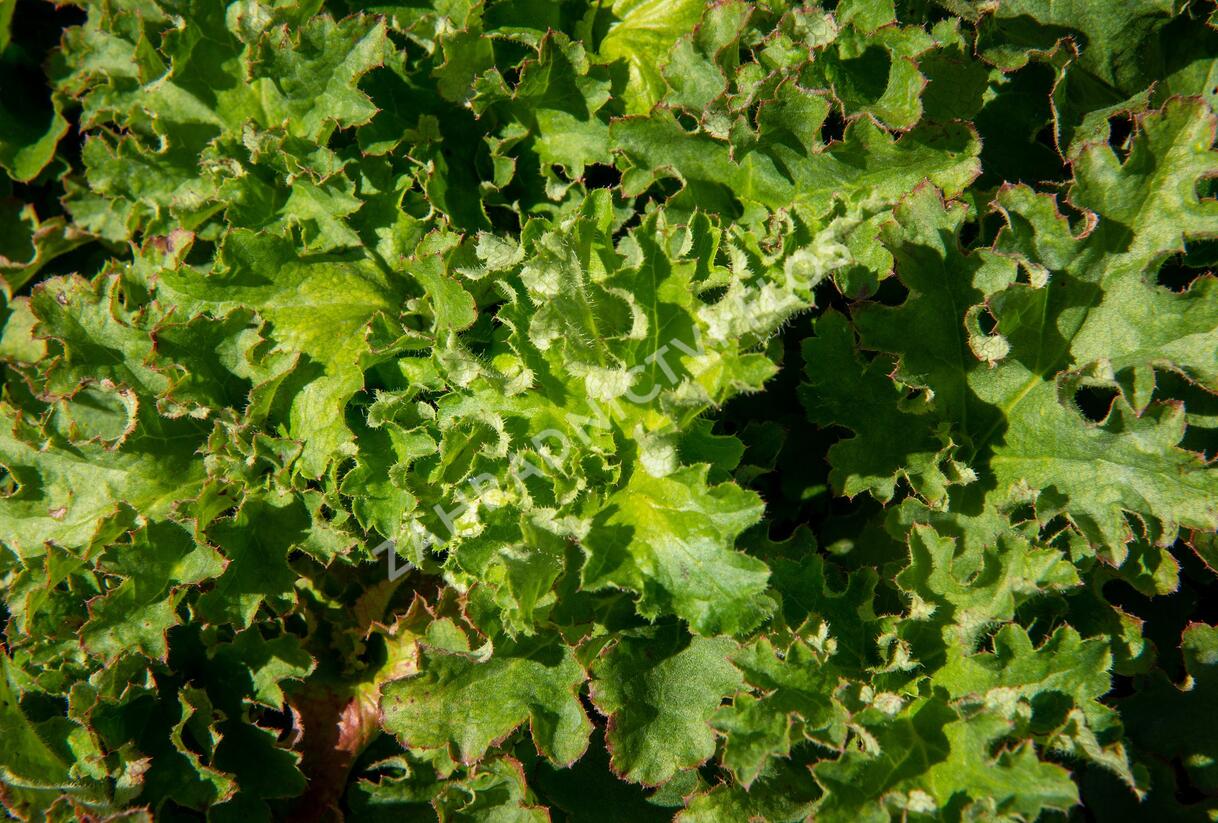 Dlužicha - Heuchera micrantha