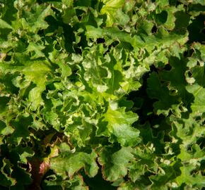 Dlužicha - Heuchera micrantha