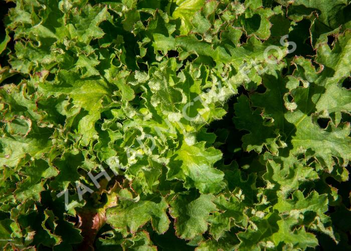Dlužicha - Heuchera micrantha