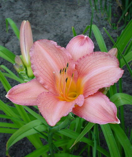 Denivka 'Hall's Pink' - Hemerocallis 'Hall's Pink'