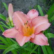 Denivka 'Hall's Pink' - Hemerocallis 'Hall's Pink'