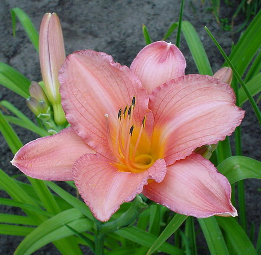 Denivka 'Hall's Pink' - Hemerocallis 'Hall's Pink'