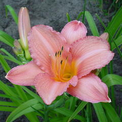 Denivka 'Hall's Pink' - Hemerocallis 'Hall's Pink'