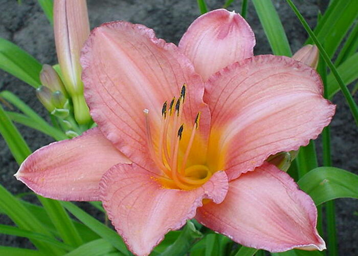Denivka 'Hall's Pink' - Hemerocallis 'Hall's Pink'