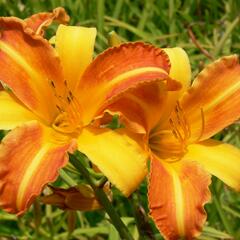 Denivka 'Frans Hals' - Hemerocallis 'Frans Hals'