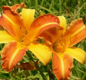 Denivka 'Frans Hals' - Hemerocallis 'Frans Hals'