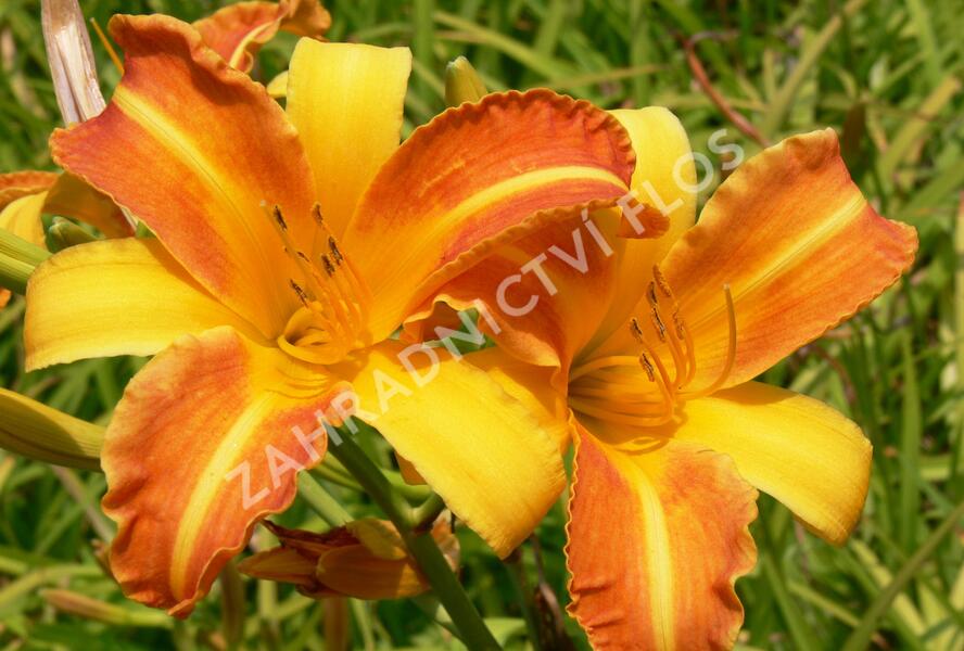Denivka 'Frans Hals' - Hemerocallis 'Frans Hals'