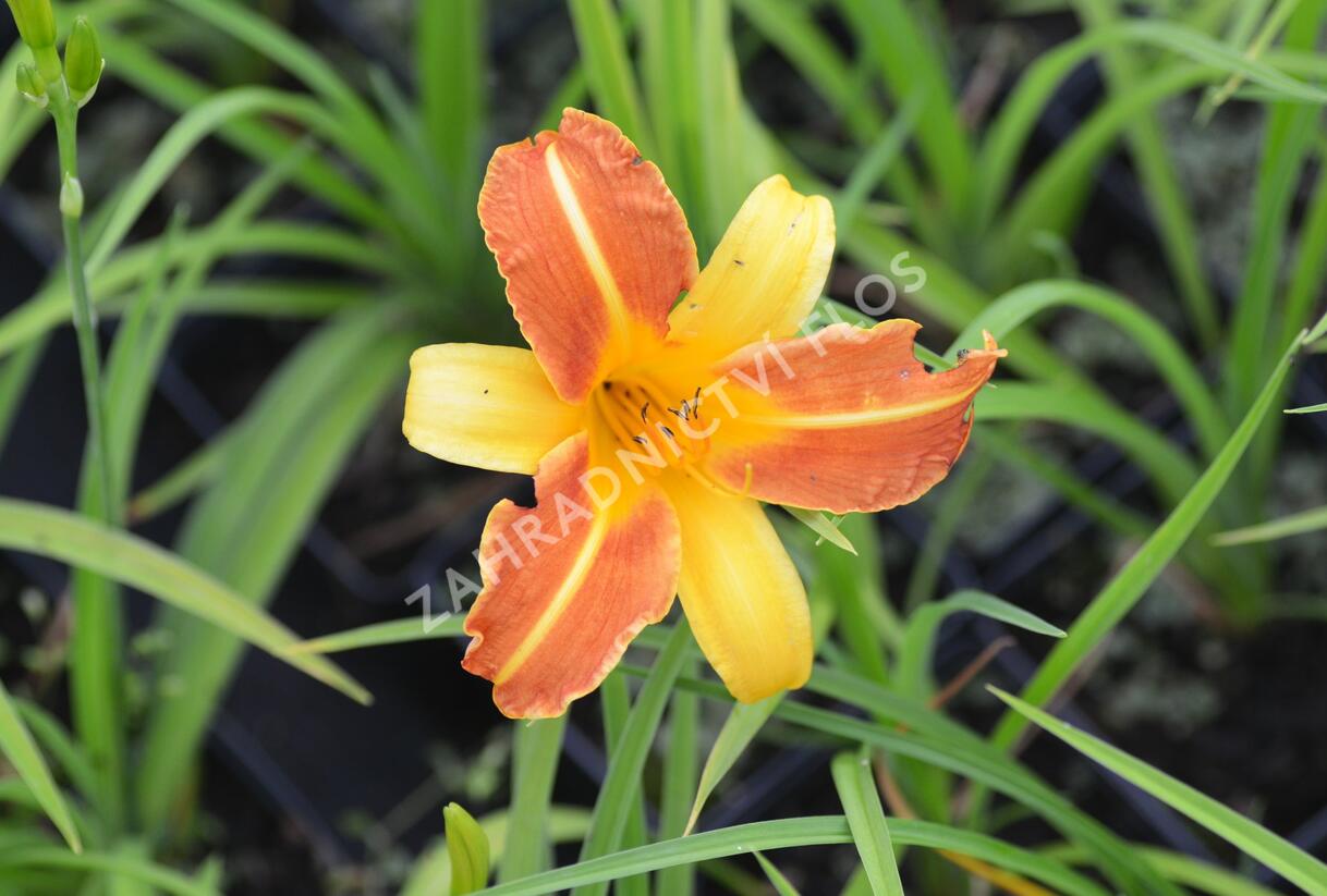 Denivka 'Frans Hals' - Hemerocallis 'Frans Hals'