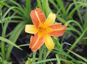 Denivka 'Frans Hals' - Hemerocallis 'Frans Hals'