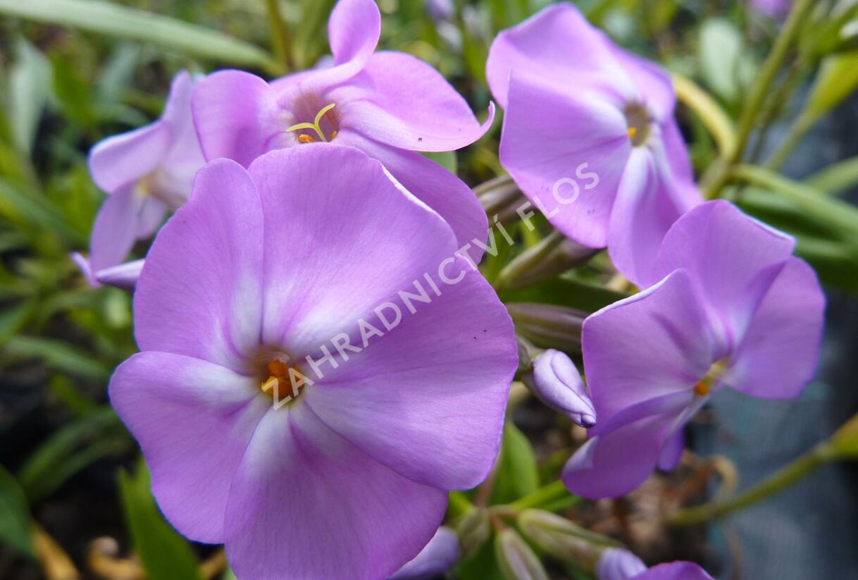 Plamenka 'Morris Berd' - Phlox glaberrima 'Morris Berd'