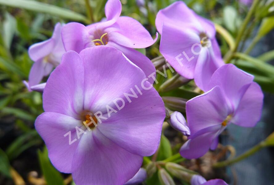 Plamenka 'Morris Berd' - Phlox glaberrima 'Morris Berd'