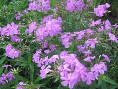 Plamenka 'Bill Baker' - Phlox glaberrima 'Bill Baker'
