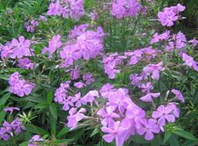 Plamenka 'Bill Baker' - Phlox glaberrima 'Bill Baker'