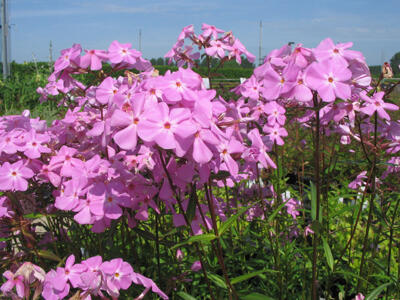 Plamenka 'Bill Baker' - Phlox glaberrima 'Bill Baker'