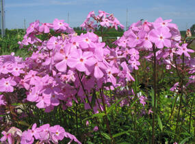 Plamenka 'Bill Baker' - Phlox glaberrima 'Bill Baker'