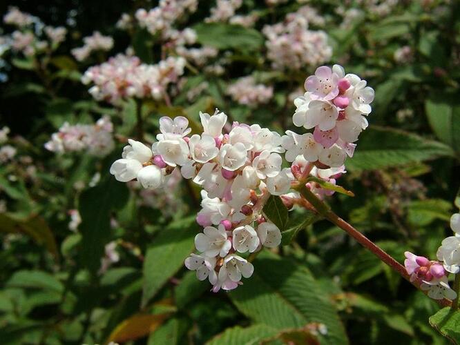 Rdesno - Persicaria campanulata