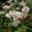 Rdesno - Persicaria campanulata