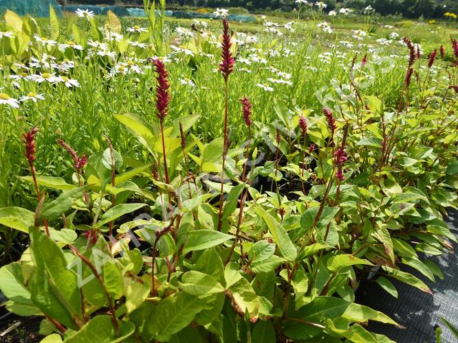 Rdesno objímavé - Bistorta amplexicaulis var. pendula