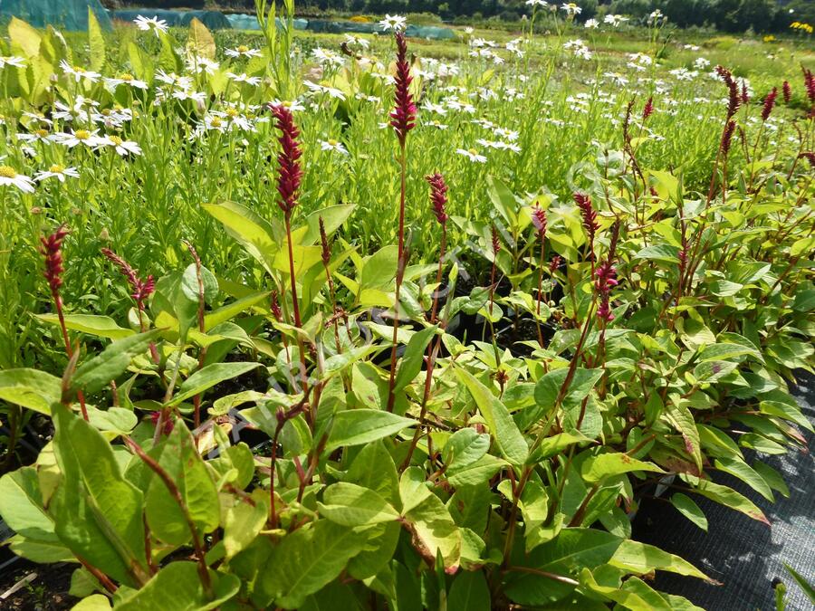 Rdesno objímavé - Bistorta amplexicaulis var. pendula