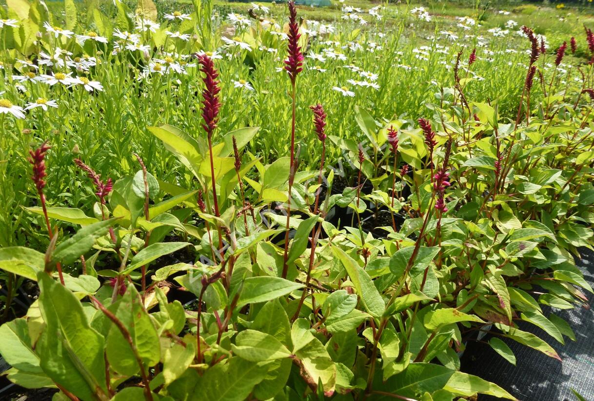 Rdesno objímavé - Bistorta amplexicaulis var. pendula