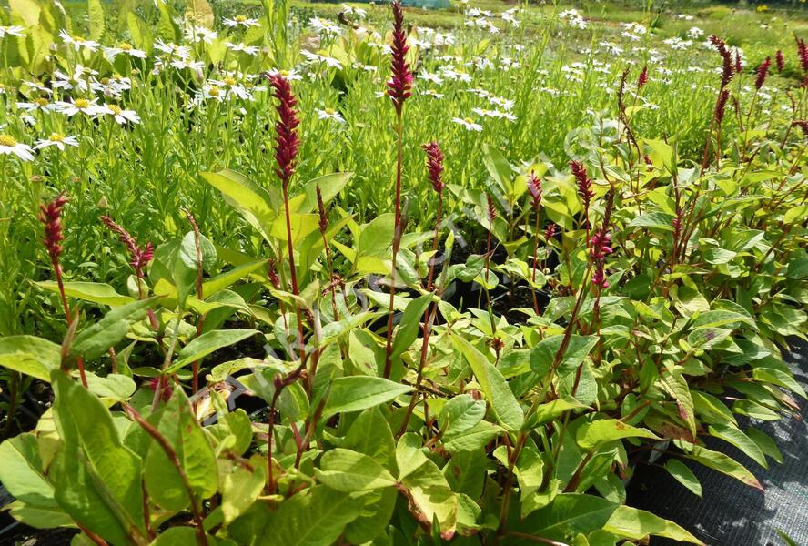 Rdesno objímavé - Bistorta amplexicaulis var. pendula