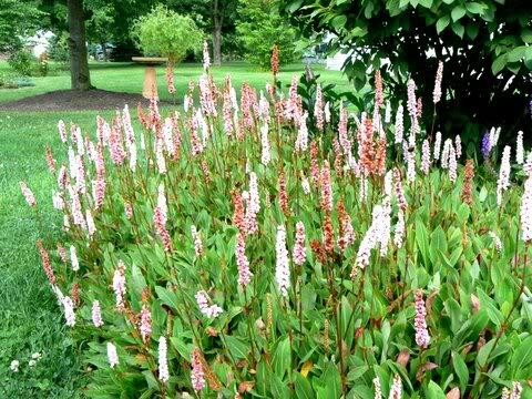 Rdesno 'Dimity' - Persicaria affinis 'Dimity'