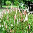 Rdesno 'Dimity' - Persicaria affinis 'Dimity'