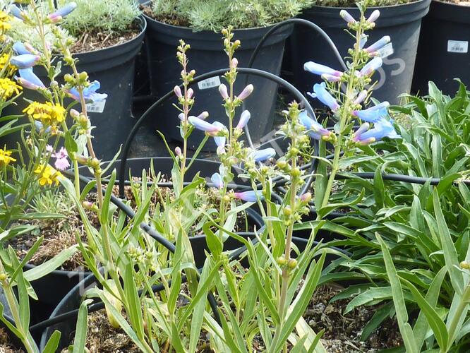 Dračík 'Misty Blue' - Penstemon heterophyllus 'Misty Blue'